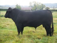 Abberton Dazzle G160