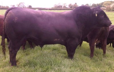 Abberton Dazzle G160