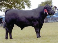 Abberton Marshall Beau D084