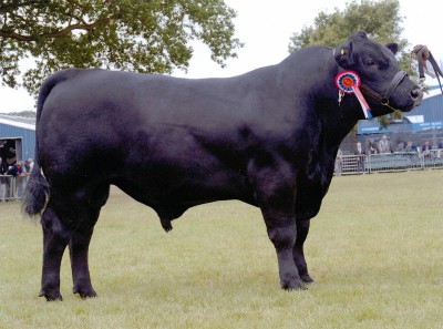 Abberton Marshall Beau D084 