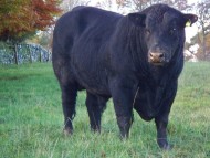 Abberton Mr. Bionic G141