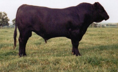 Abberton Pride Macbeth A016 