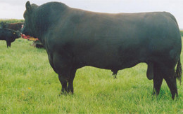 Auldhouseburn Karlos D218