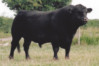 MVF Stockman 15K