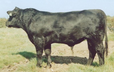 Nightingale Proud Jake G405