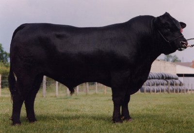 Nightingale Regent R27 